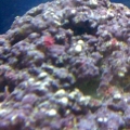 Live Rock with coraline algae and foramin growing on it