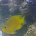 Yellow Damsel