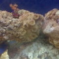 Kenya Tree and my poor Pulsing Xenia