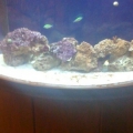 My tank