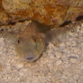 Murph Dirty hiding