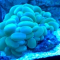 Bubble