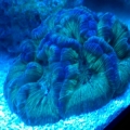 New brain