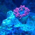 Pooling anemone