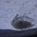 Horseshoe Crab