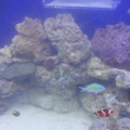 36 Gallon Bowfront