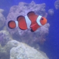 Clownfish True Perc