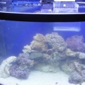 36 Gallon Bowfront