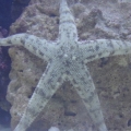Sand Sifting Star Fish