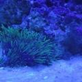 Green Star Polops under blue actinics