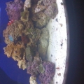 36 Gallon Bowfront