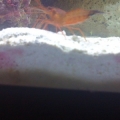 Finally growing Coraline, signs of a healthy tank
