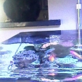 im watching you, hey look at the fish at the bottom he looked shocked