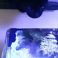 you woke me up with all that splashing. come here so i can eat you!