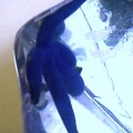 my starfish on may 1 2011 have had him 10 months now