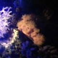 sun coral at night, now to get it to open in the day time. yes thats a dead acro :( i use it to keep bad tube worms in control.