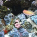58 gal from a few years ago