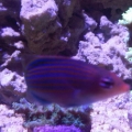 6lined wrasse