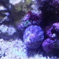 eagle eye trochus