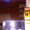 fullshot ecoxoticpar38 flash