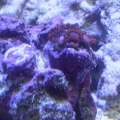 zoa