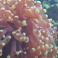 Frog spawn