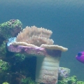 Montypora