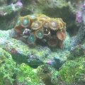 Multi colored zoos