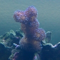 Stylapora