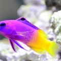 Royal Gramma - White line?