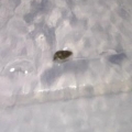 Snail 4