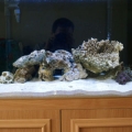 AquaScape 2, I know not much has changed but there was a lot of moving about to end up with more or less the same as I started with.
