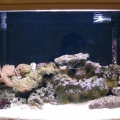 AquaScape 4, This is my latest rock creation