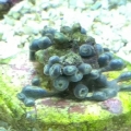 Sad zoa's