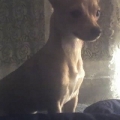 My Lovely Lacey, the spoiled princess