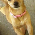 She just got her E collar and cast off (she broke her jaw poor baby) so she was very happy!