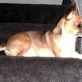 My precious Bo, my furry little angel!