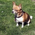 Boregard enjoying the summer sunshine
