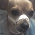 Poor Lacey after we got back from the ER vet when she broke her jaw...she was so drugged up! that was a long 6 weeks!
