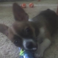 Bo as a little puppy...hes an old man now! (
