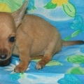Lacey as a pup at the breeders, i had her shipped from kentucky because theres only backyard breeders and puppy mills around here!