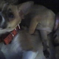 Bo took a few days to get used to his new baby sister...now they are inseperable!
