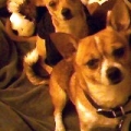 Spoiled Bo and Lacey on ther bed...yup my dogs have their own twin sized bed...i told you they are spoiled!