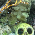 Maroon Clowns