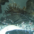 Tweedledee & Tweedledum (Coralshrimp-2)