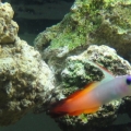 Firefly (Fire Tailed Goby)