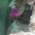 Lola (Strawberry Psuedalchromis)