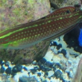 Sherbert (Christmas Wrasse)