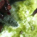 outbreak this is what has happened after installing the new halide bulb, megachrome crystal. before this i had no issues of algae in my sand