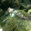 biocube 2